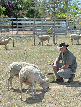 Eleveur de mouton