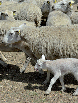 Mouton et enfant