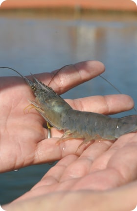 Aquaculture : Crevettes